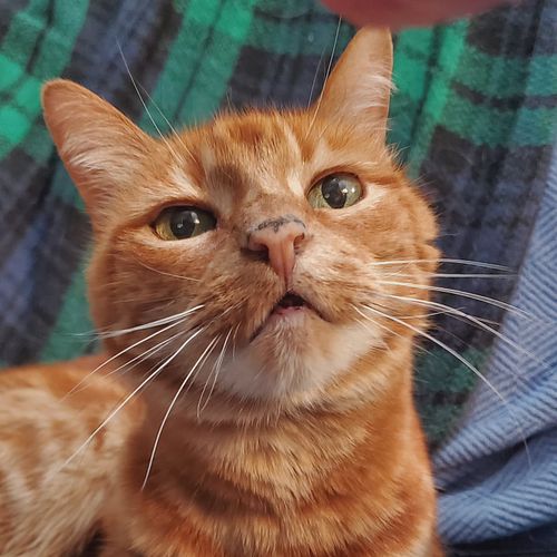 Happy 4th adoptaversary to the sweetest girl in the whole world, our Princess Sherbert. She came to us as an elderly yard res...