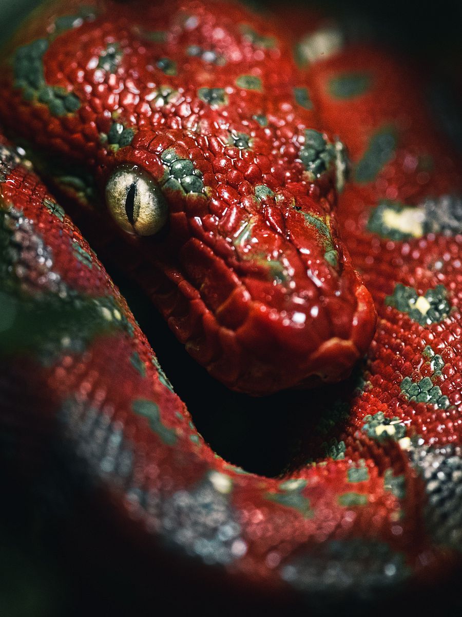 Baby Emerald Tree Boa product image (1)