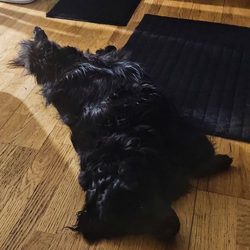 Spread eagle - butt facing the fan - this is how Gemelli is handling the heat. 😂 She was like this for about half an hour ear...