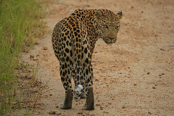 Leopard product image (1)