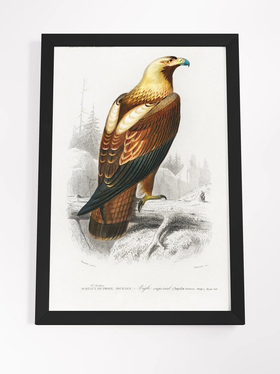 Eastern imperial eagle product image (16)