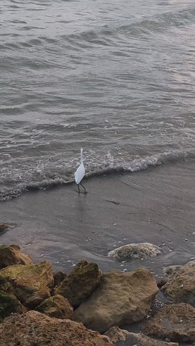 When a Bird Knows How to Enjoy Life #robinmehdee #floridian #floridianhq