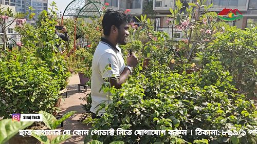 Rooftop gardens have become popular in Dhaka-ঢাকায় জনপ্রিয় হয়ে উঠেছে ছাতবাগান

video Editing Date:4-012-2024

জিও ব্যাগ সহ ছা...