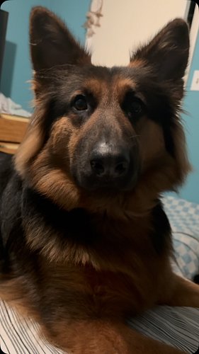 hehe 😘

#dogs #dogsofinstagram #germanshepherd #germanshepherdpuppy #germanshepherdsofinstagram #dogstagram #dog #puppy #pupp...