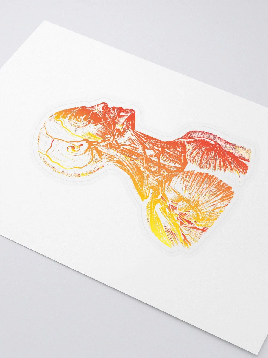 Anatomy - Head product image (2)