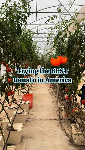 🍅 Is tomato a food or dessert?!

I had a lovely pleasure visiting Peachtree Farm in Georgia to taste the BEST tomato in Ameri...
