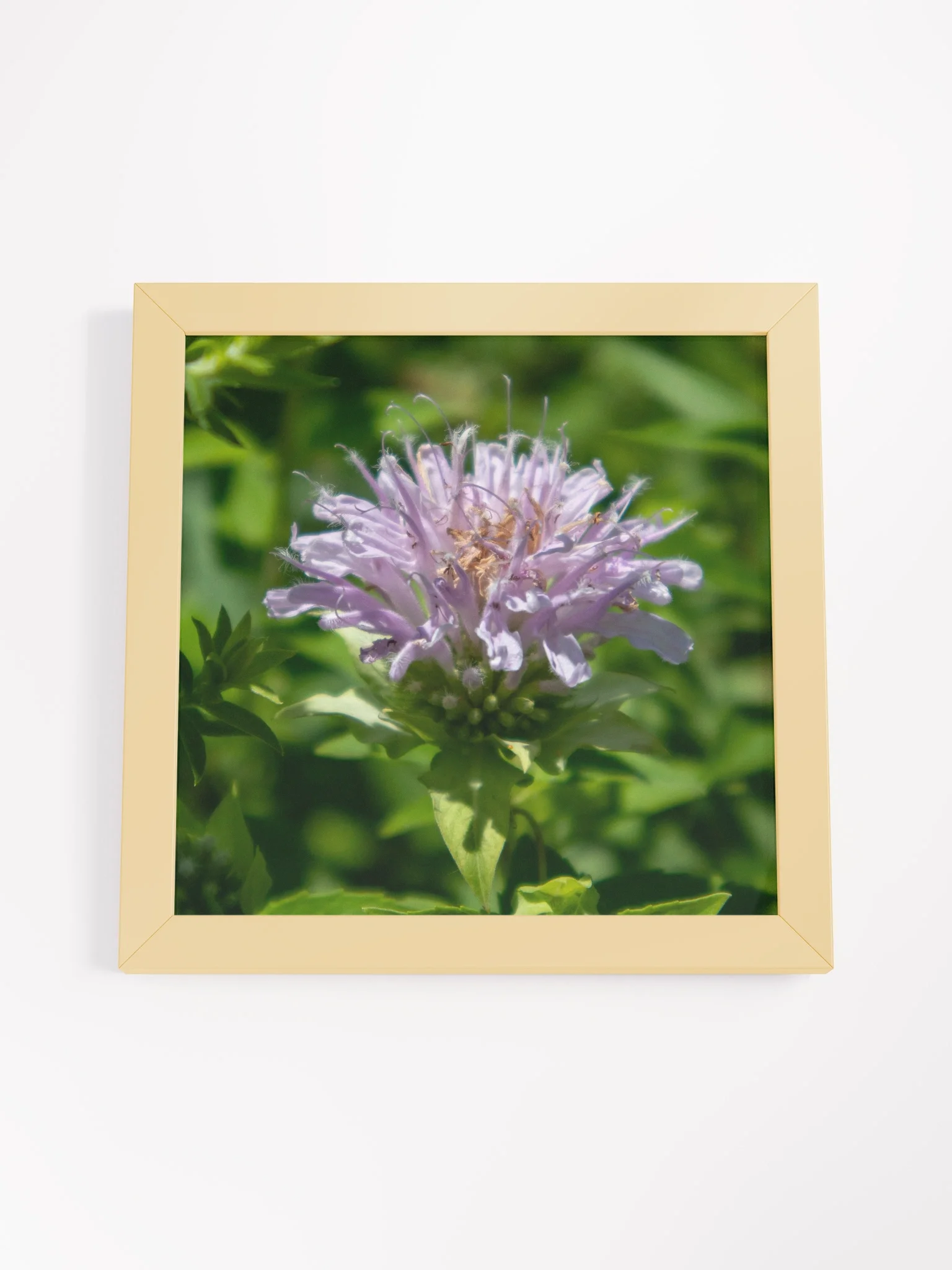 Purple Bee Balm Flower - Wood Framed Matte Poster 10 x 10 - Variety Colors product image (4)