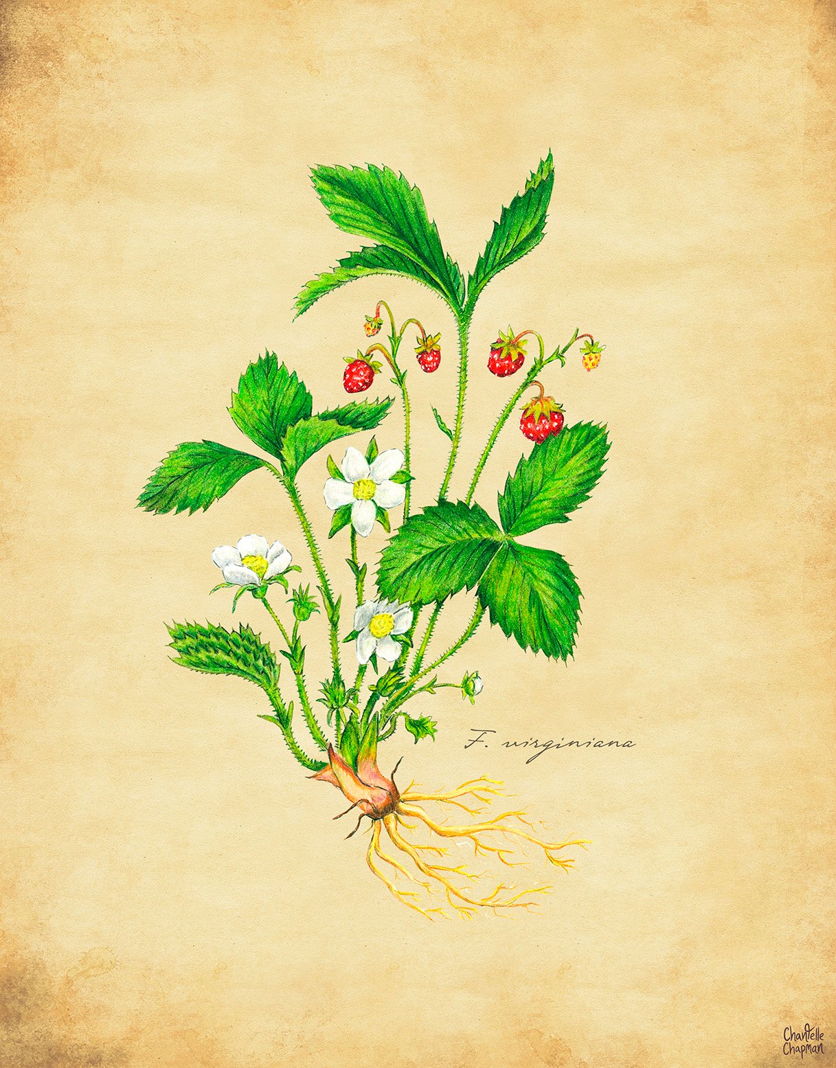 Wild Strawberry - Art Print product image (1)