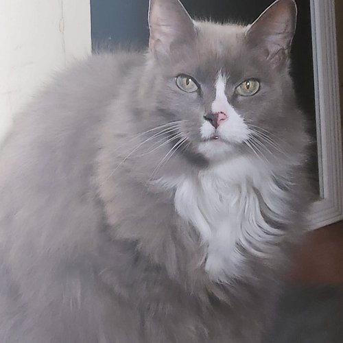 Storm is very majestic today! ♡ #cats #brace4chaos #brace4kittens