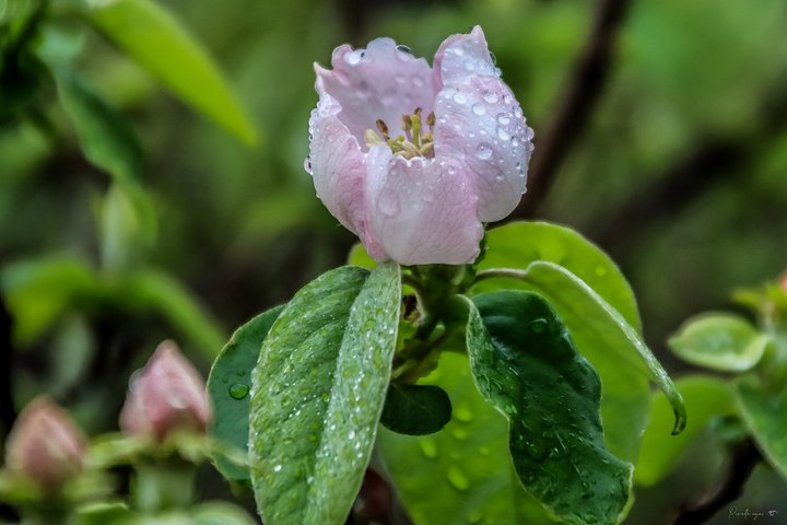 Fine Art - Awakening Under the Dew 🌸 product image (1)