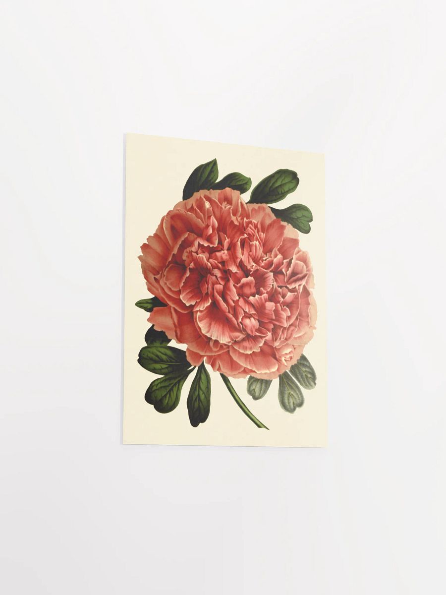 Red Blossom Poster Print product image (5)
