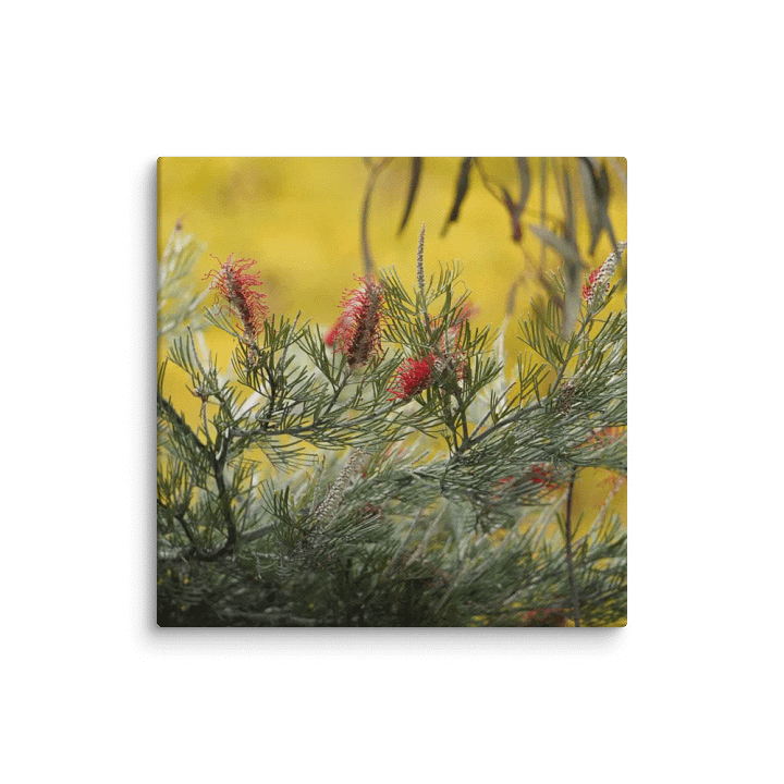 Banksia on a Canvas product image (2)