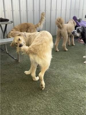 #dogdaycare #ruffhousin #fypシ #dog #lumbertonnc #onthisday 