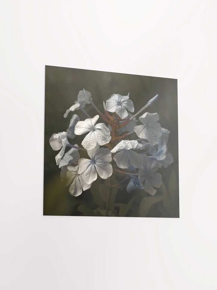Plumbago after the Rain product image (2)