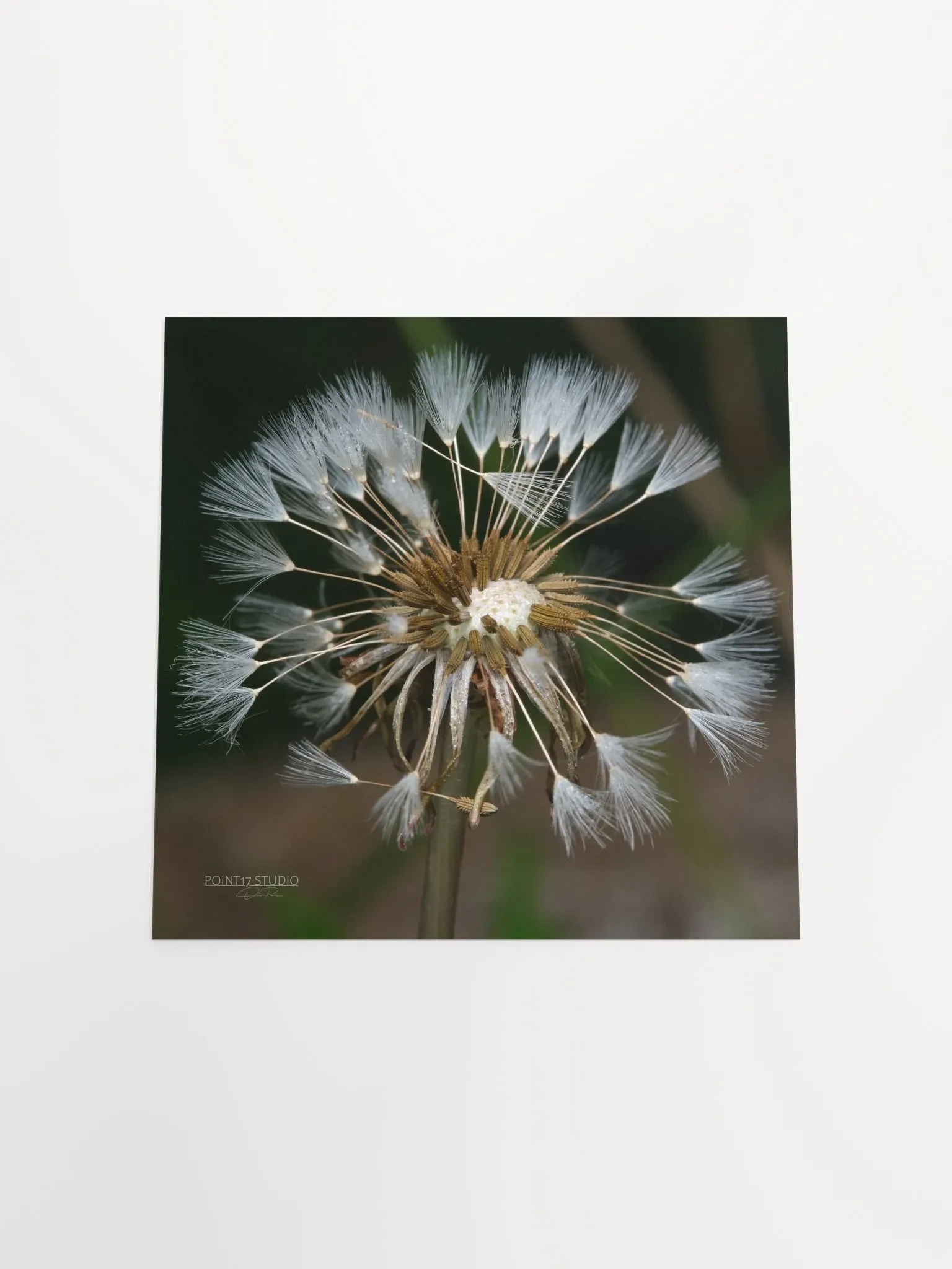 Dandelion #7 - Print product image (10)