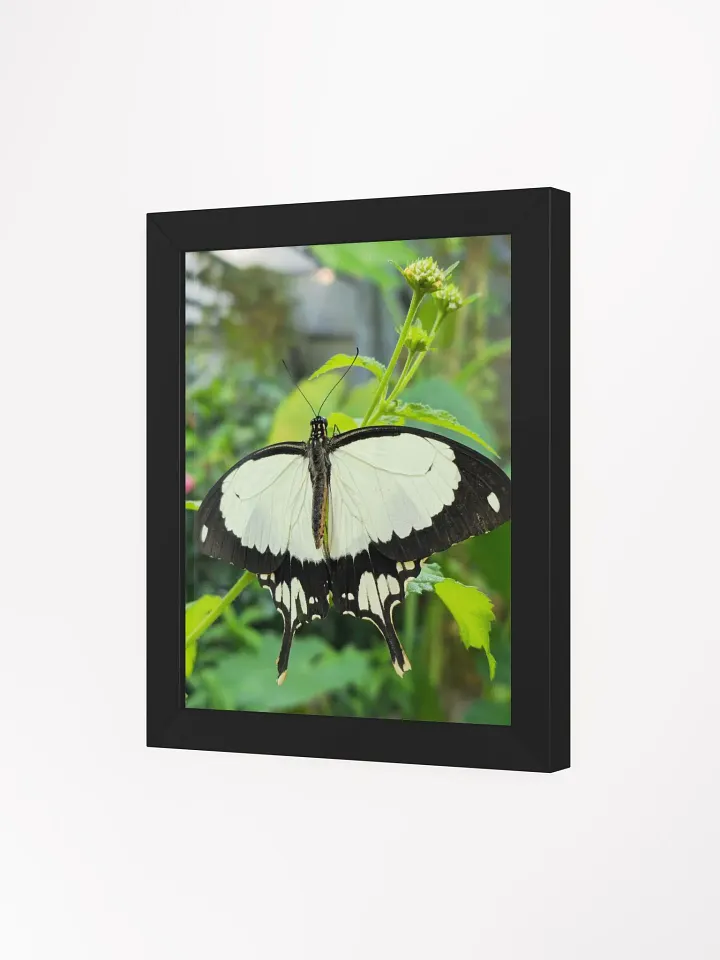 Mocker Swallowtail Tropical Butterfly Matte Poster product image (1)