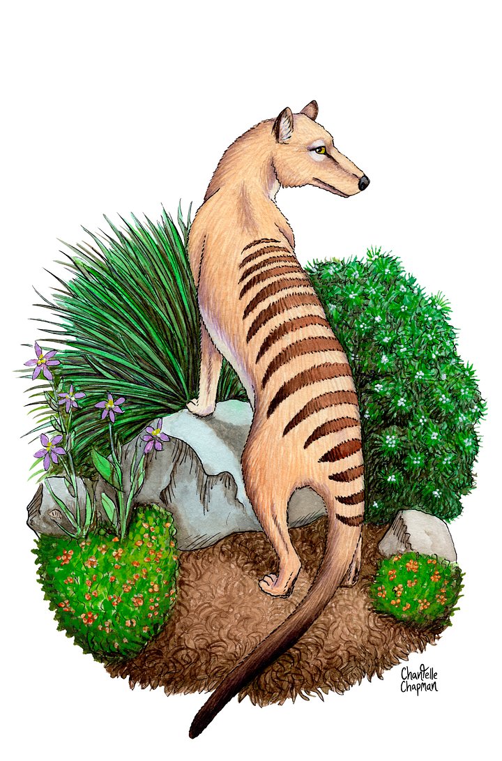 Thylacine - Art Print product image (1)
