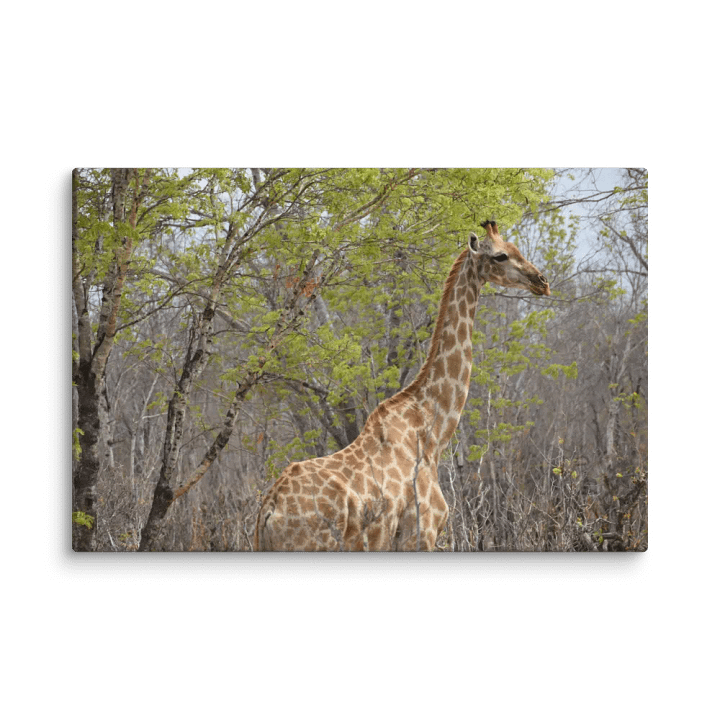 Giraffe In The Trees (Canvas Print) product image (2)