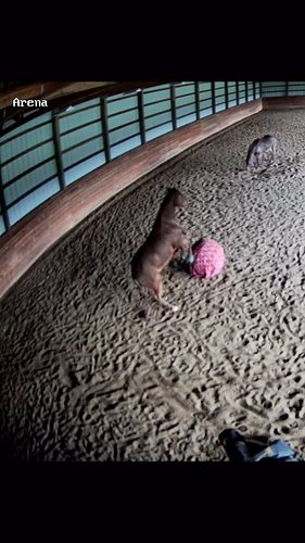 My cameras caught some pretty hilarious horse moments recently. 😂 
#horses #horsesofinstagram #horsefun #horsefarms #horsetoy...