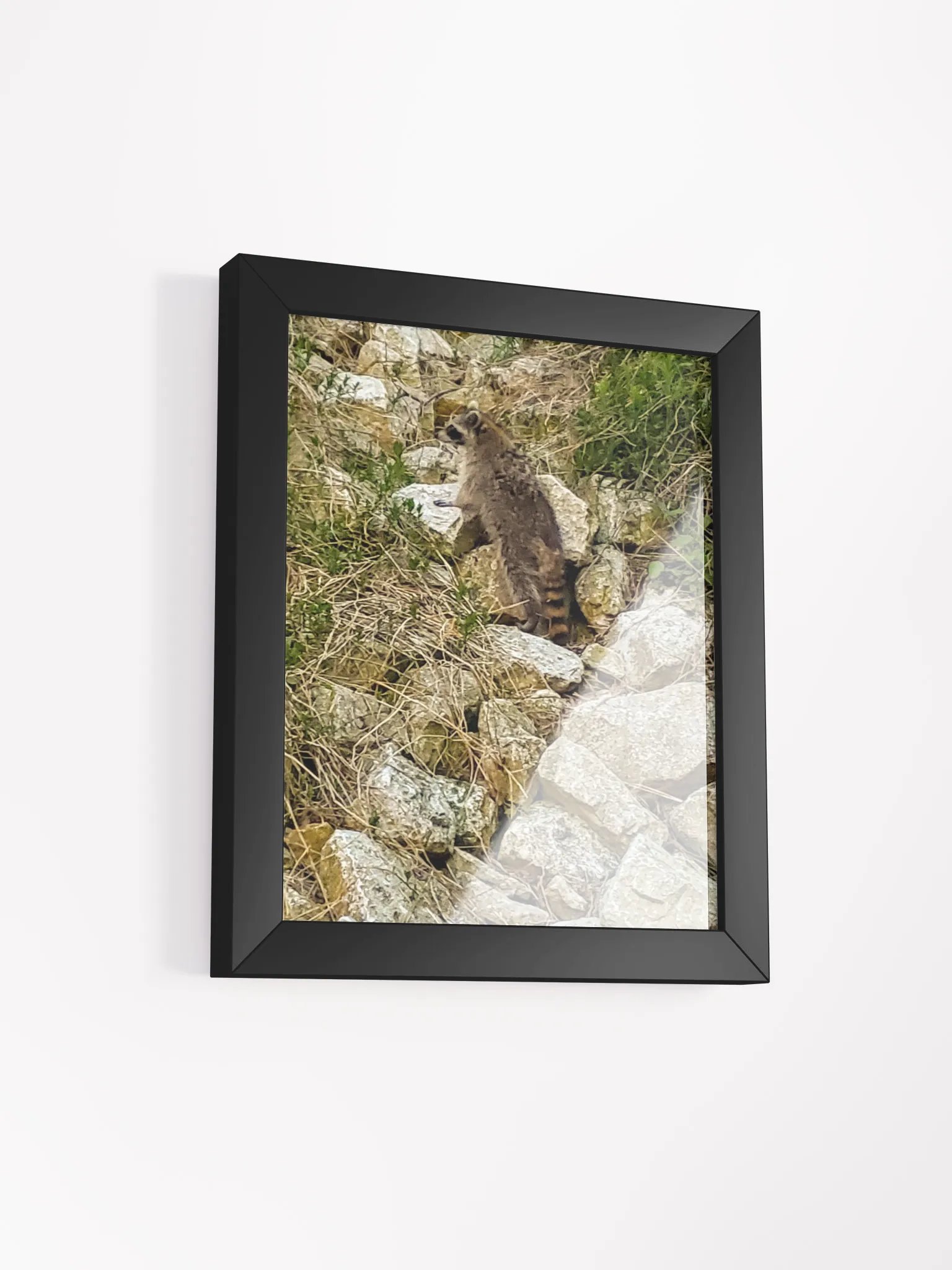 Curious Raccoon Framed Matte Poster product image (6)