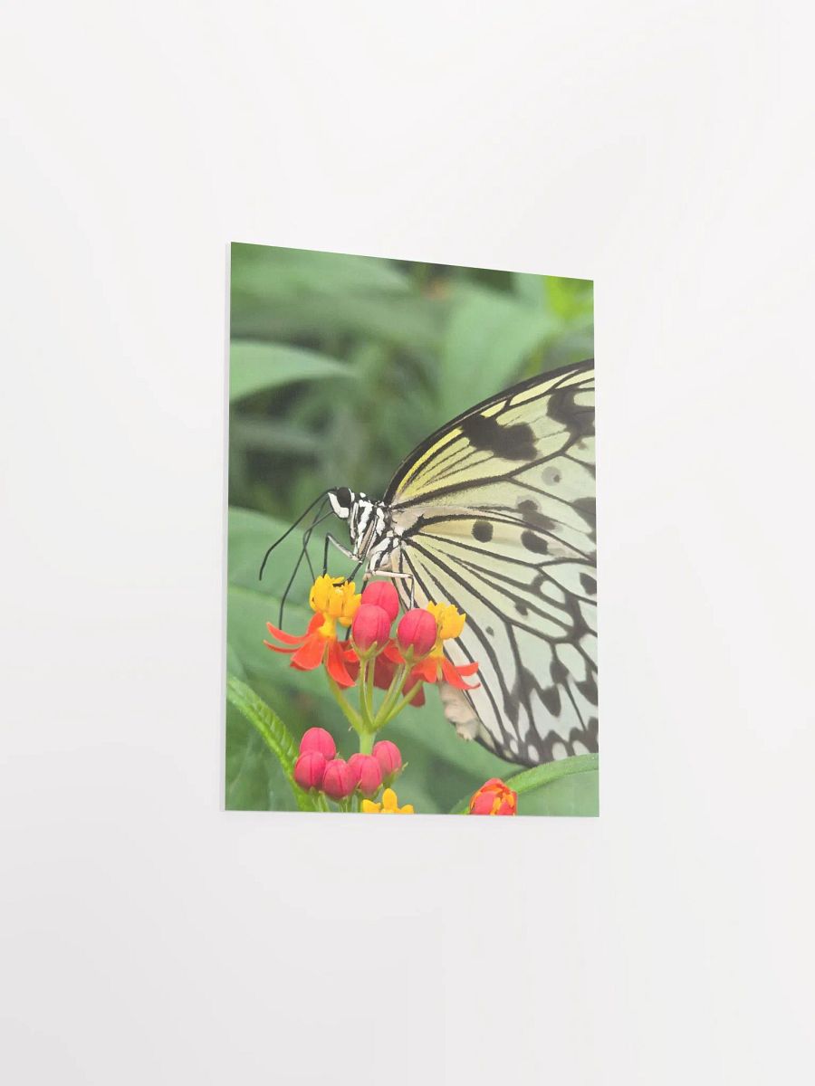 Paper Kite Tropical Butterfly Poster 5x7" product image (3)