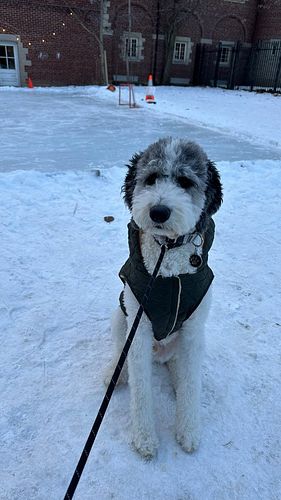 Benson’s Training Progress 🐶⭐

This past Saturday marked Benson’s 5th Obedience & Behavioural Training Session at PAWRRIFIC P...