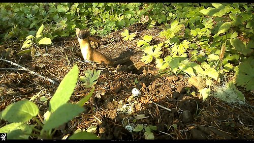Enjoy a minute with the long-tailed weasel, Mustela frenata. These quick, agile predators are hunting around a mountain beave...