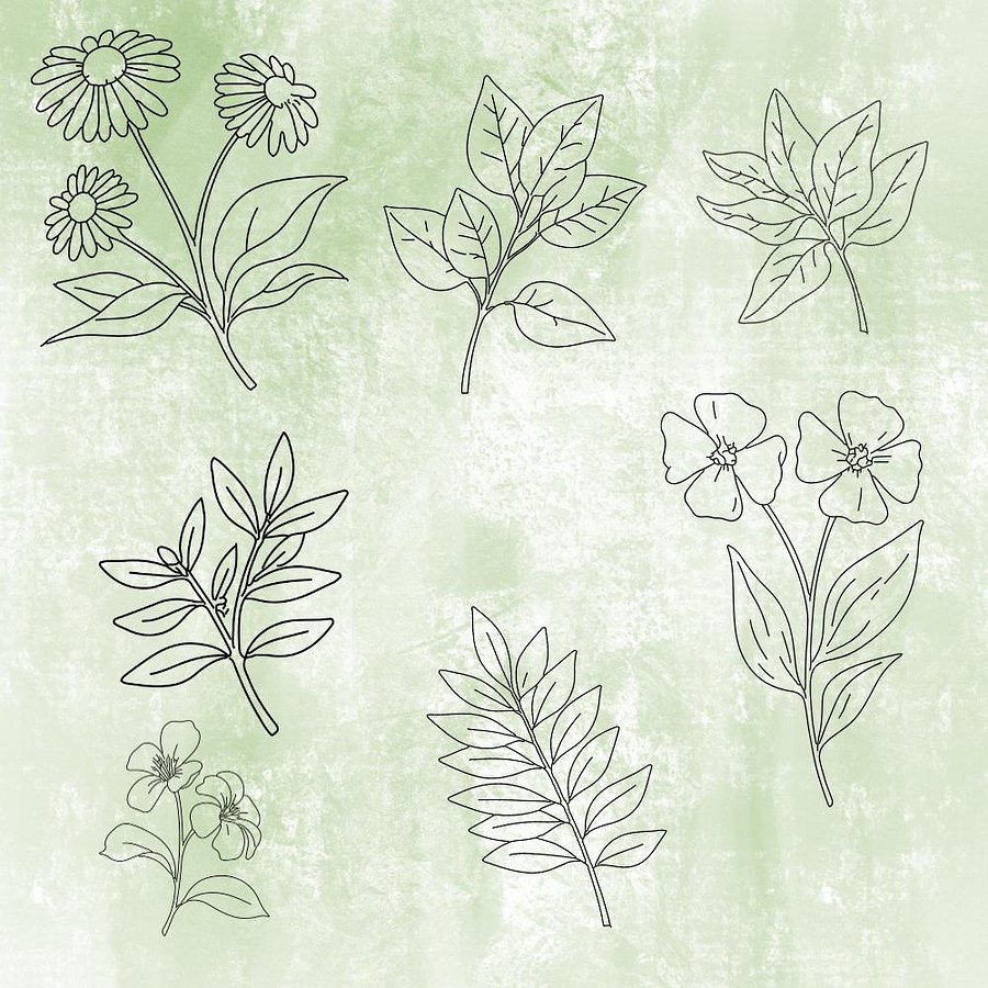Botanical SVG Bundle: Hand-Drawn Floral Clipart & Leaf Doodles product image (4)