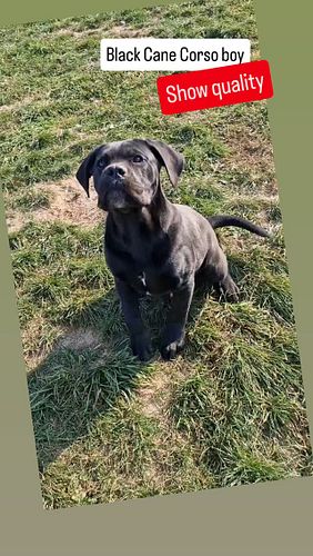 Black Cane Corso boy 🏡