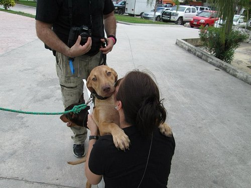 Baby Max. He remained a puppy even as a grumpy old guy. Such a handsome and lovable pup.