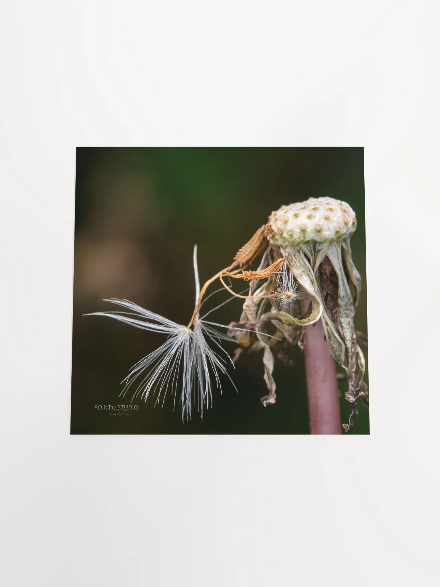 Dandelion #12 - Print product image (10)
