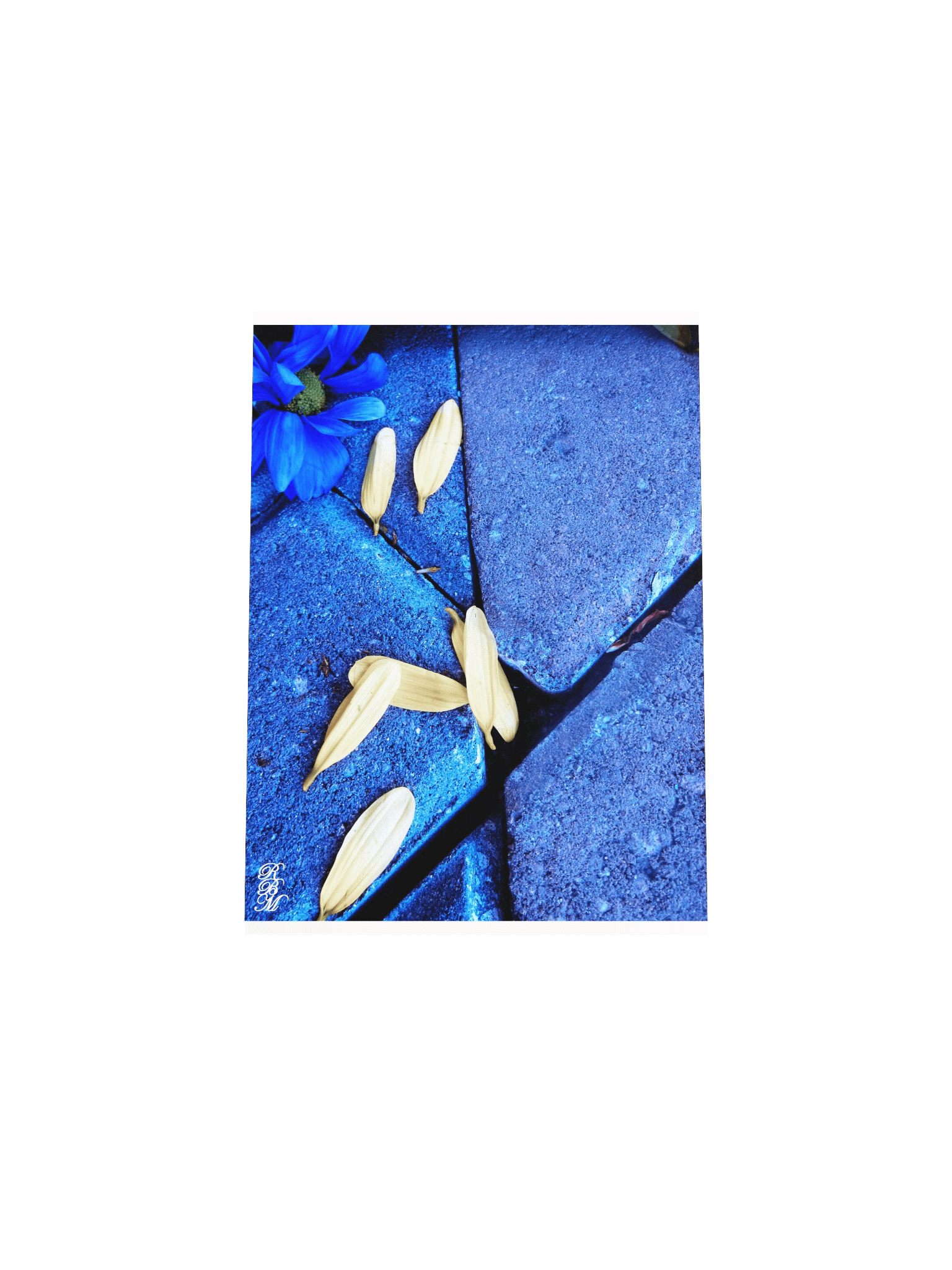 Blue Flower and Yellow Petals product image (8)