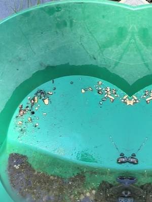 River treasure! #goldprospecting #treasure #river #fyp #fypシ #adventure #goldpanning #prospecting #gold #placergold #viral #contentcreator 