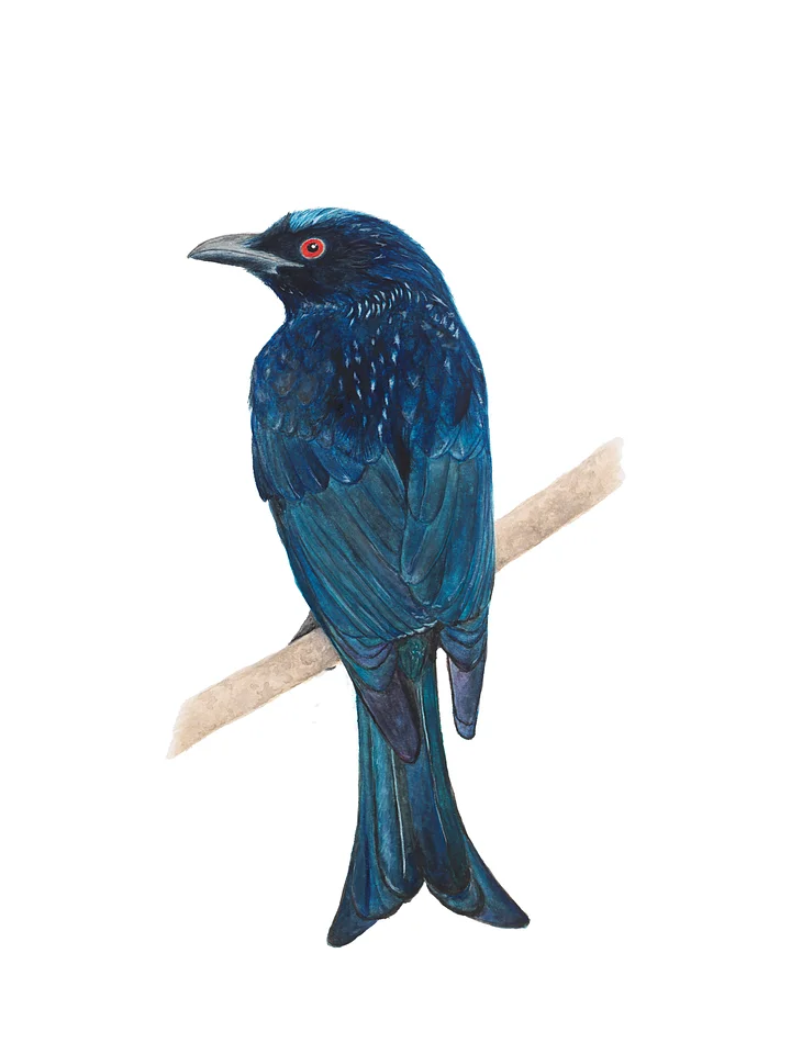 Drongo - ORIGINAL product image (1)