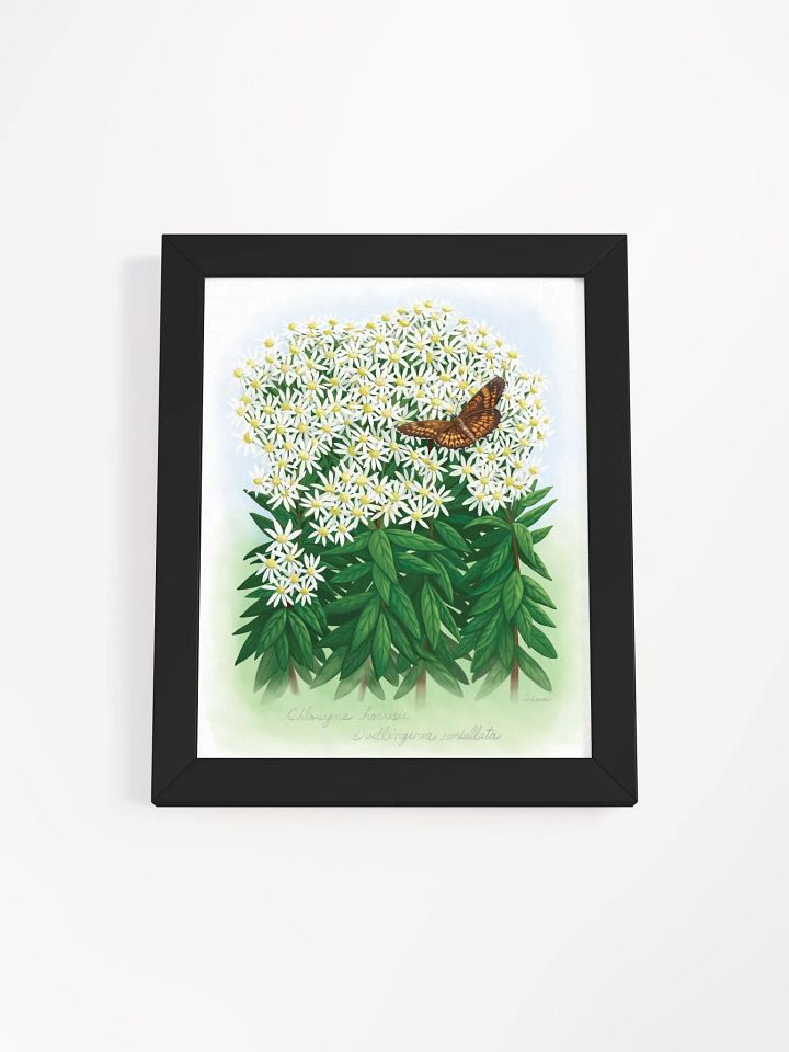 Harris' Checkerspot Butterfly product image (10)