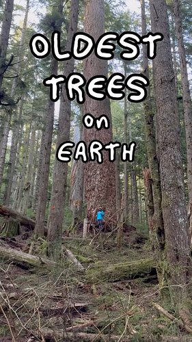 🌲🗽 THE 0.00004% CHANCE TREE ⏳ 🌲

The Coast Douglas-fir (Pseudotsuga menziesii var. menziesii) is a true miracle worker. Of al...