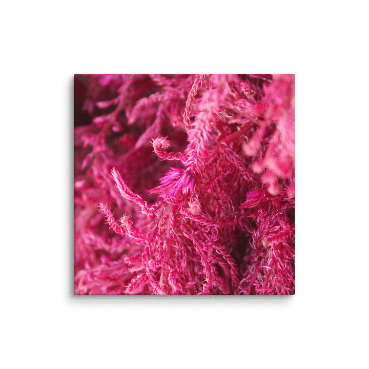 Pink Fluffy Botanical Canvas product image (15)