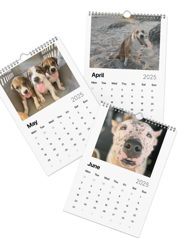 Isla Animals Calendar 2025 product image (16)
