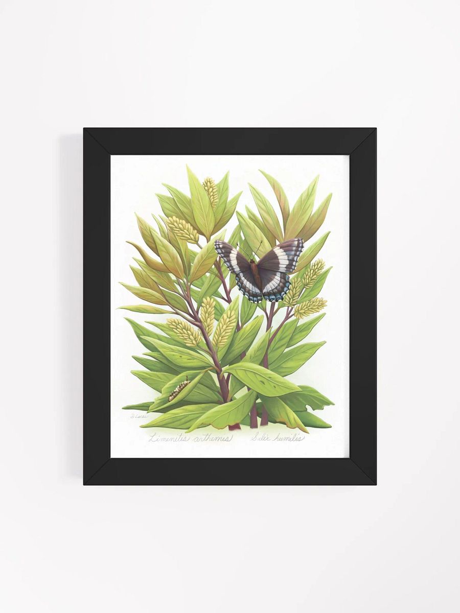 White Admiral Butterfly product image (41)