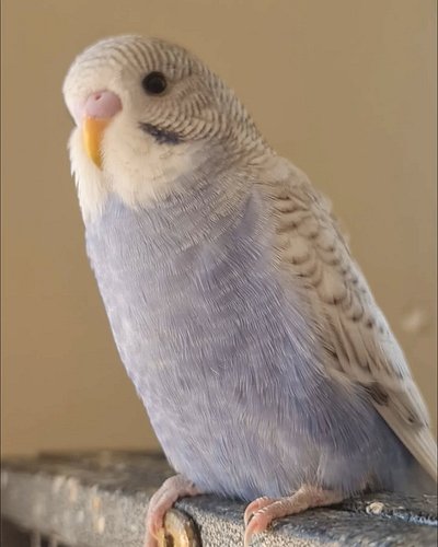 Just one of the 4 weeks old budgies 
#budgiesofinstagram #babybudgies #babybird #birdphotos #birbs #birdphotography #australi...