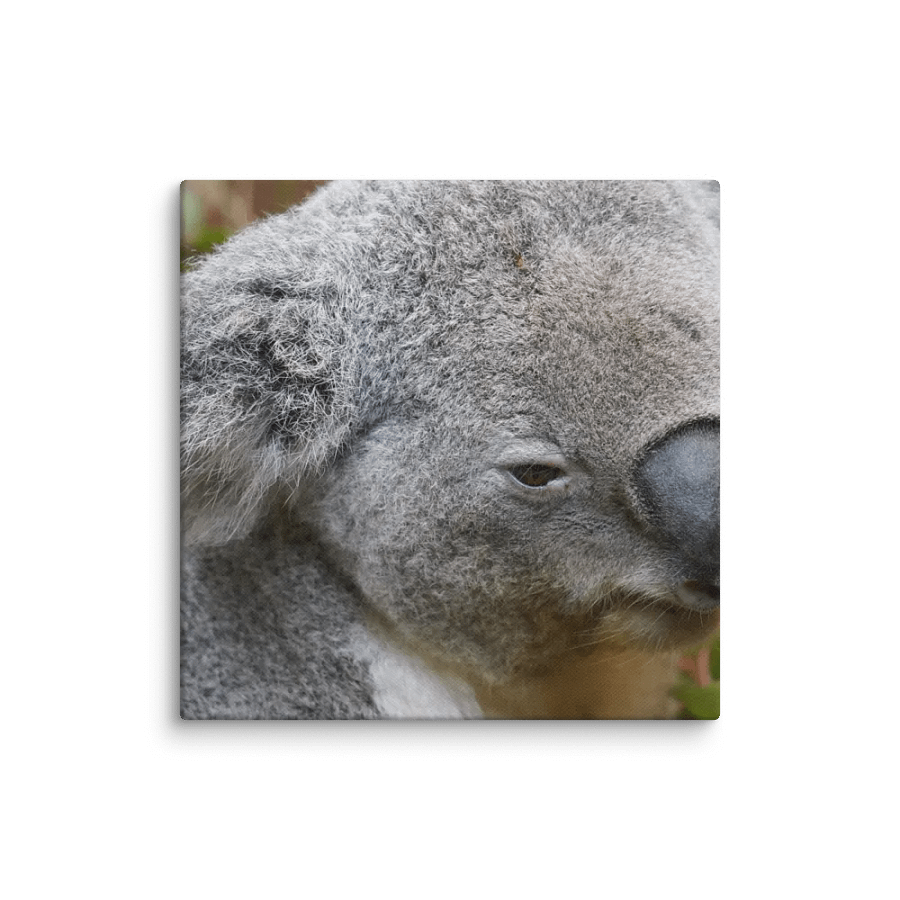 Koala Canvas product image (1)