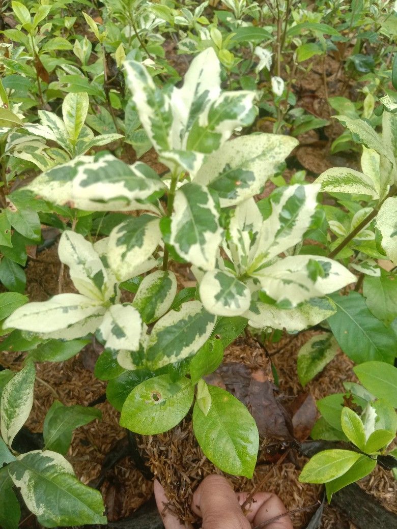 Tanaman bunga ceplok piring varigata product image (1)