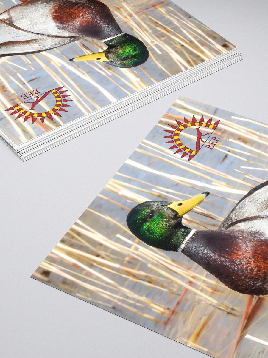 Bright-Eyed Birding Sticker (Mallard) product image (4)