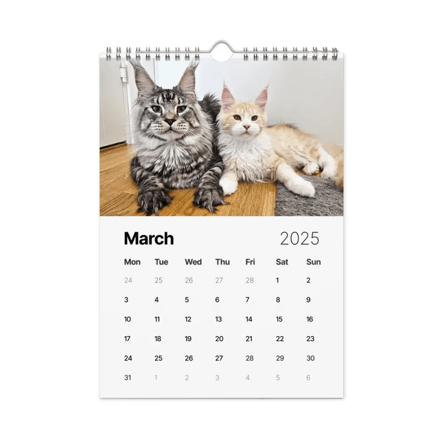 2025 Calendar - Maine Coon Adventures + Kittens product image (9)