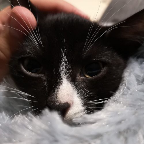 Get yourself someone that looks at you like this cat does