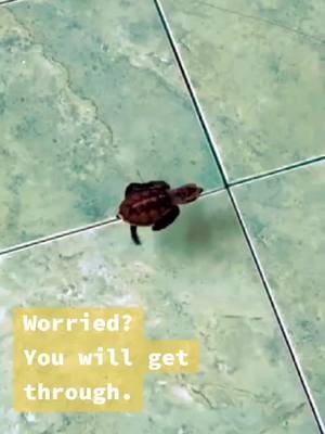 If you are worried about getting through life, don't worry. Things will be calm. Ends will be met. You will be fed. You will be happy.  Just remember where, how, and in what circumstances you came into this world and how you came into being.  #fyp #begratefulforwhatyouhave #youwilldoit #humdum #humdumco 