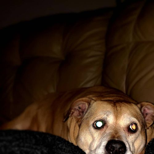 The Queen of the house