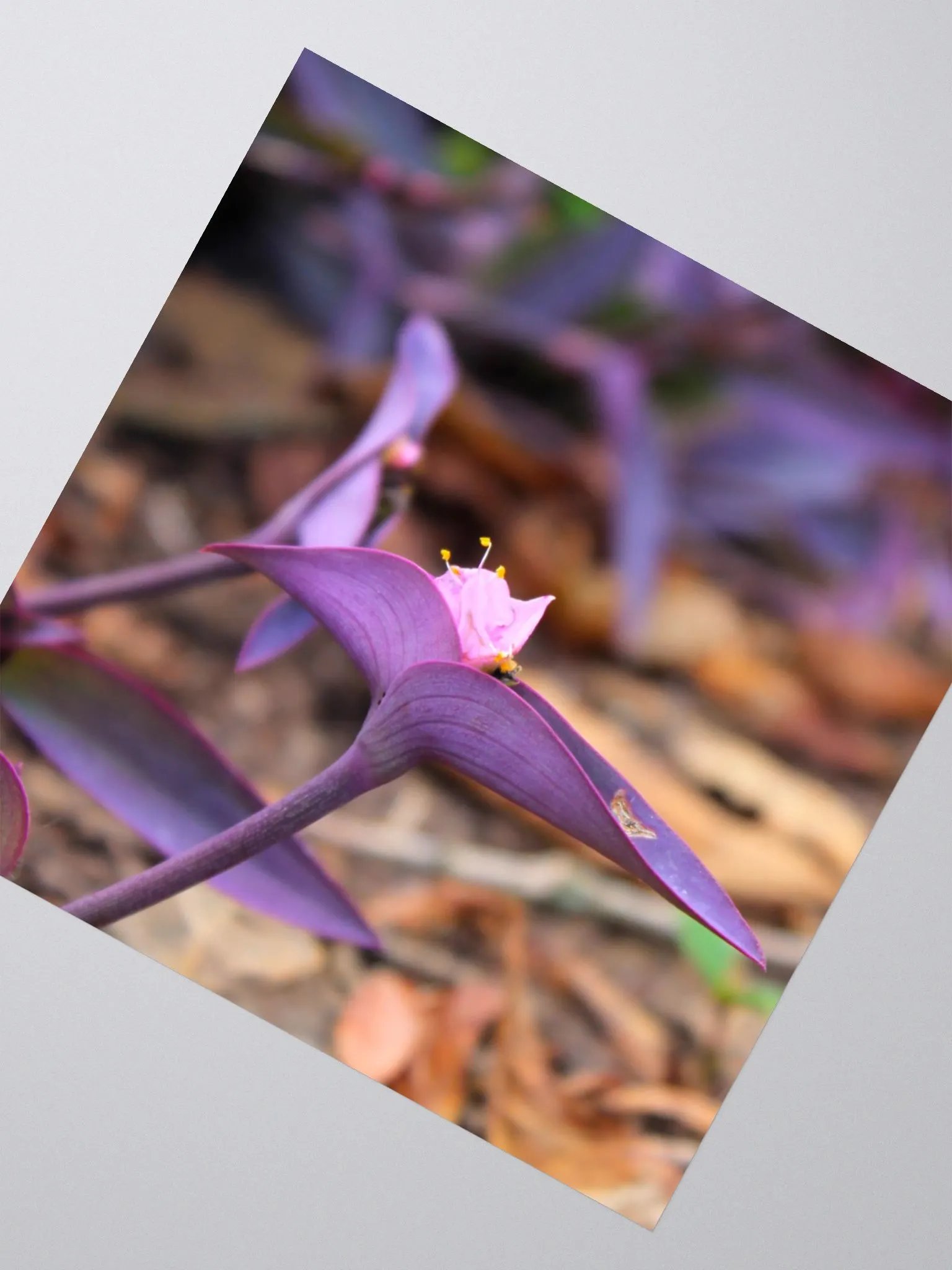 A Study in Flowers 8 - Sticker version product image (6)