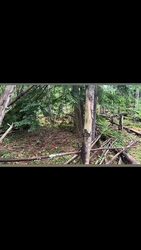 Join us live on YouTube! Bigfoot banter with Richie B!! #bigfoot #fyp #viral #insta #instagram #cryptid