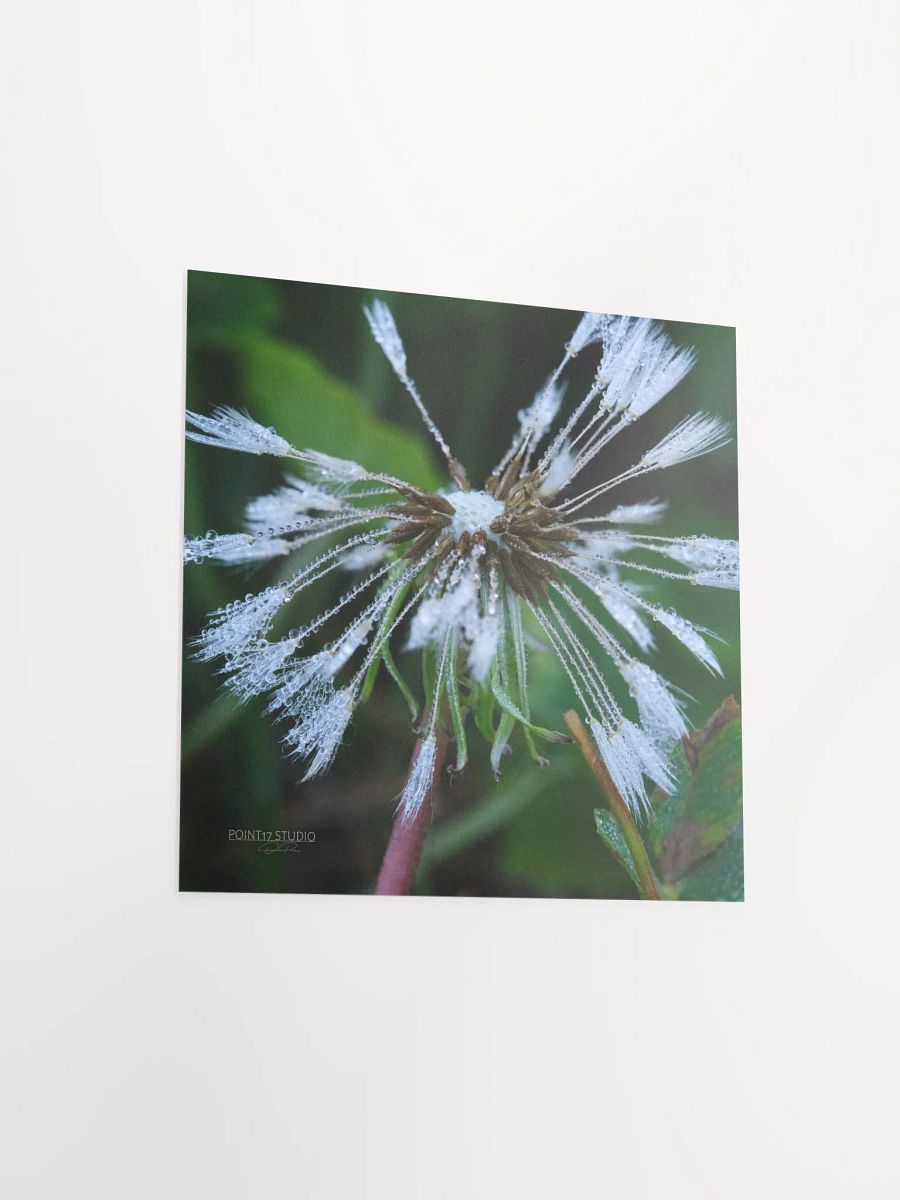 Dandelion #2 - Print product image (7)